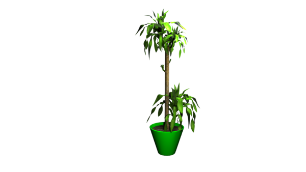 Shade3dモデリング素材フリーダウンロード 観葉植物 幸福に木ドラケナ 動画 3dcg映像 3dデータ素材を無料フリーダウンロード Malisen Lab