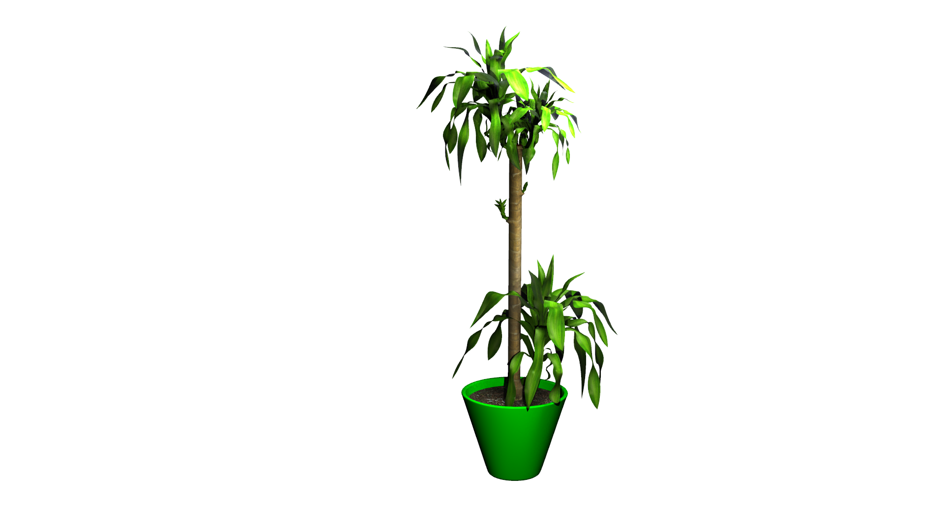 Shade3dモデリング素材フリーダウンロード 観葉植物 幸福に木ドラケナ