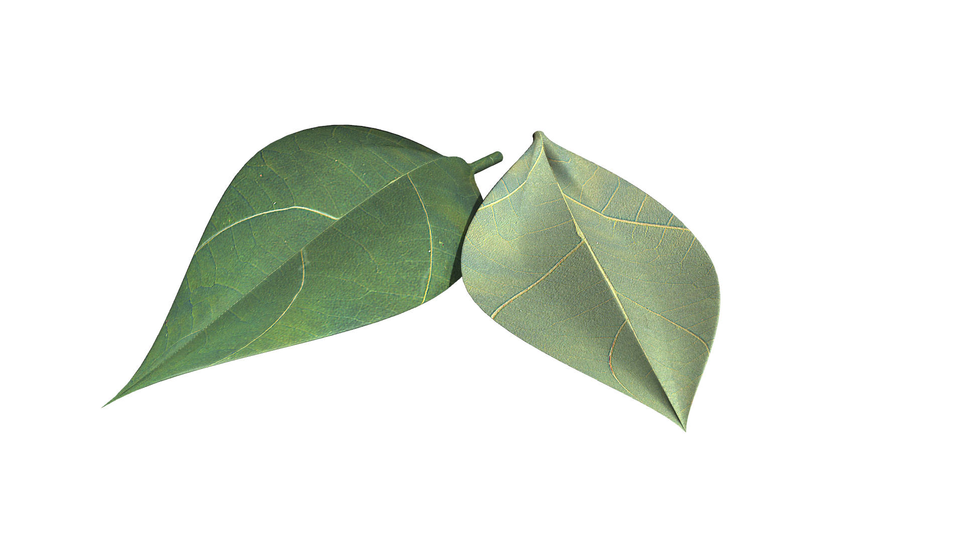 Shade3dモデリング素材フリーダウンロード 植物 高解像度テクスチャーの葉