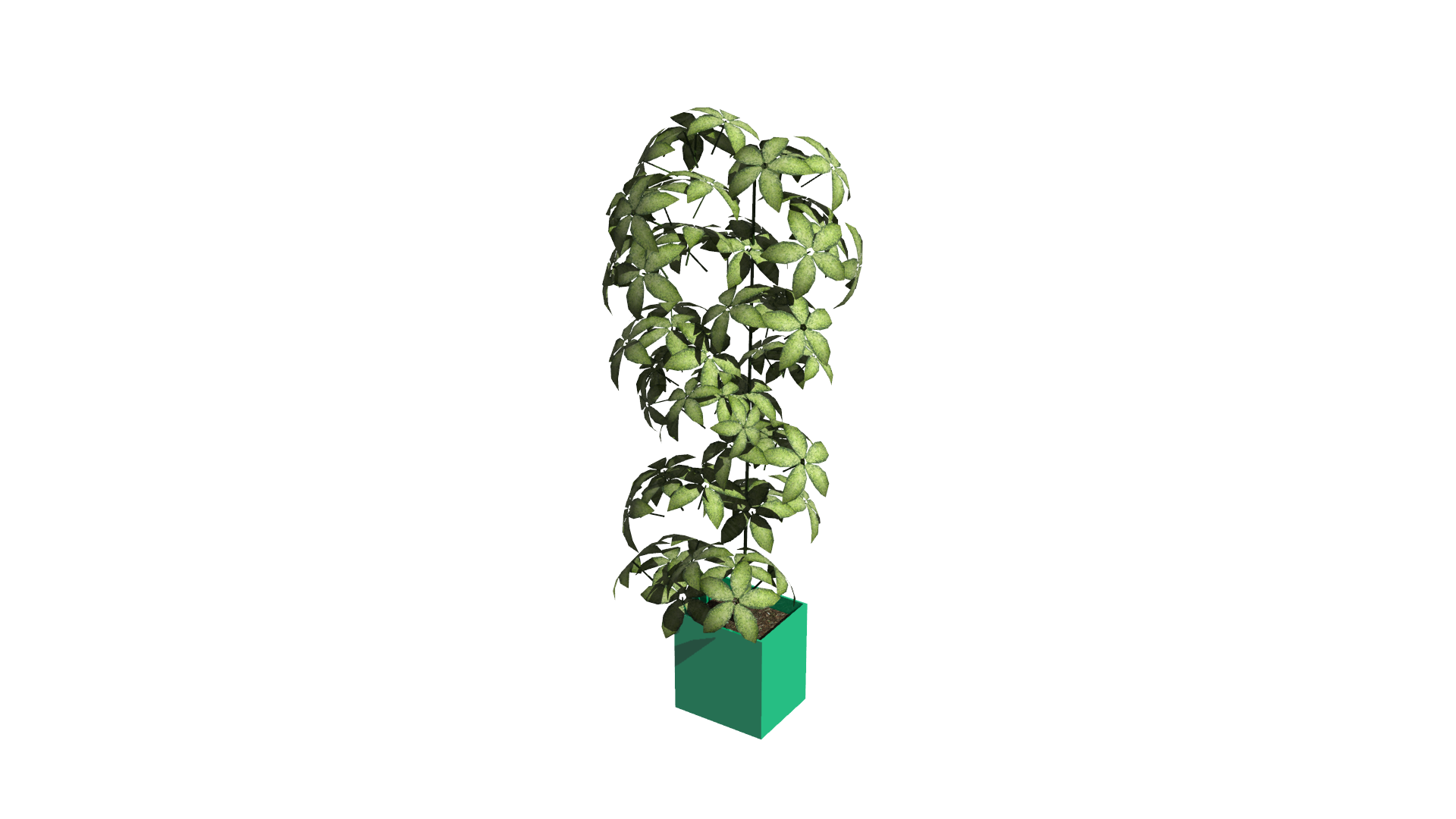 無料shade3dモデリング素材 緑のおしゃれな四角い鉢植えの観葉植物 動画 3dcg映像 3dデータ素材を無料フリーダウンロード Malisen Lab